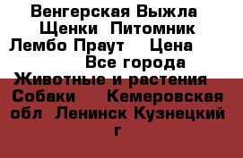 Венгерская Выжла. Щенки. Питомник Лембо Праут. › Цена ­ 35 000 - Все города Животные и растения » Собаки   . Кемеровская обл.,Ленинск-Кузнецкий г.